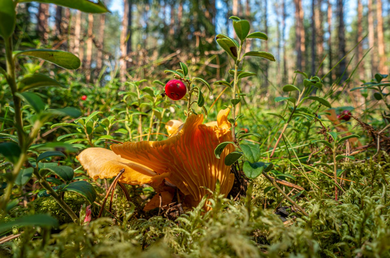 Close-up of lingonberry and chanterelle mushroom in lush forest setting.